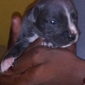 Meet your Posher, Isaac